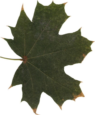 Leaf Free Download Transparent PNG Images