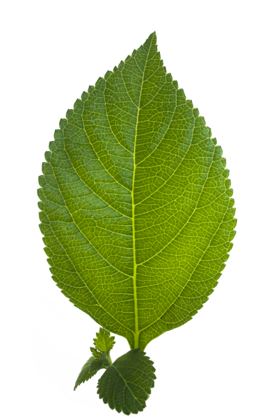 Leaf Icon 19 PNG Images