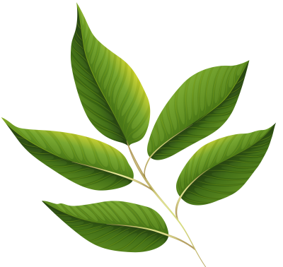 Leaf PNG Images