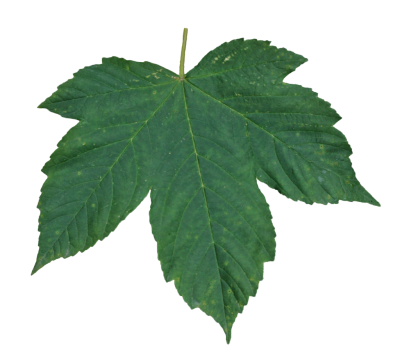 Download LEAVES Free PNG transparent image and clipart