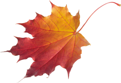 Leaves Clipart Transparent PNG Images