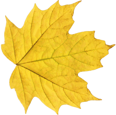 Leaves Transparent Background PNG Images