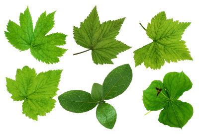 Download LEAVES Free PNG transparent image and clipart