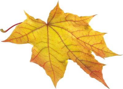 Leaves Free Download Transparent PNG Images