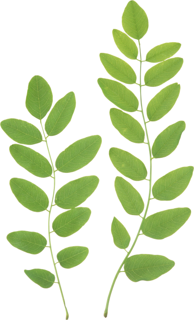 Download LEAVES Free PNG transparent image and clipart