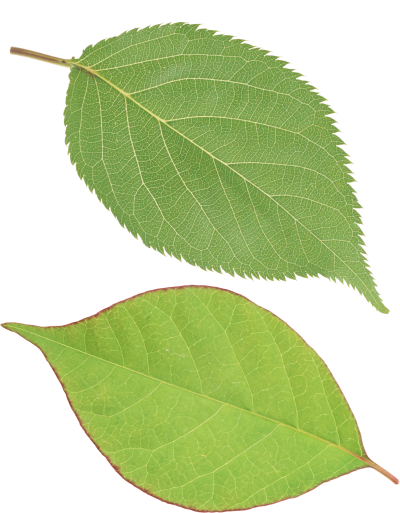 Download LEAVES Free PNG transparent image and clipart