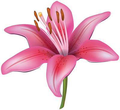 Lily Cut Out Png PNG Images