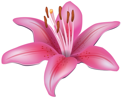 Download Pink Lily PNG PNG Images