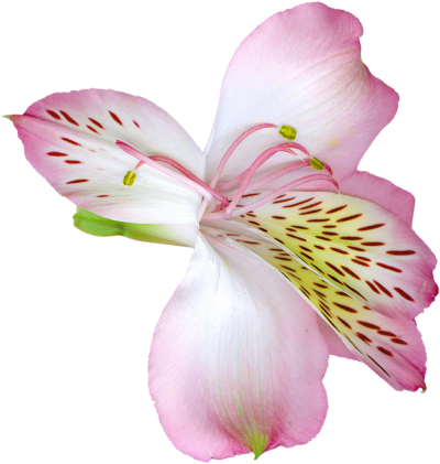 Lilies Transparent Background PNG Images