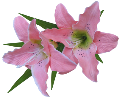Lily Plant Png PNG Images