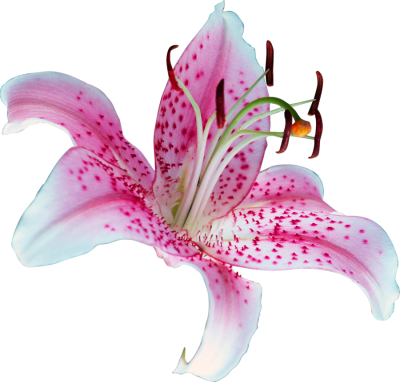 Lily HD Image PNG Images