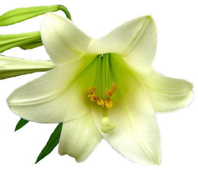 Lily Flower Transparent Image PNG Images