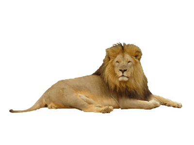 Lion Picture PNG Images