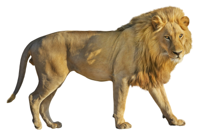 Lion HD Photo Png PNG Images