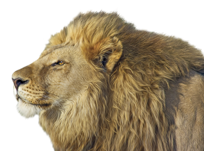 Lion Cut Out PNG Images