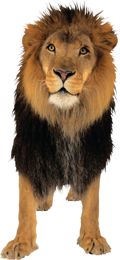 Lion Png PNG Images