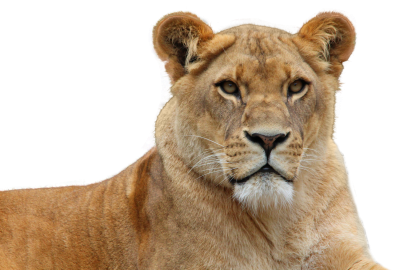 Lion Transparent PNG Images