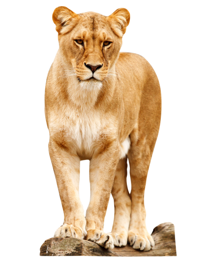 Lion Clipart Transparent PNG Images