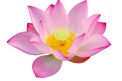 Lotus High Quality PNG PNG Images