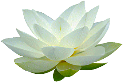 Lotus Free Transparent Png PNG Images