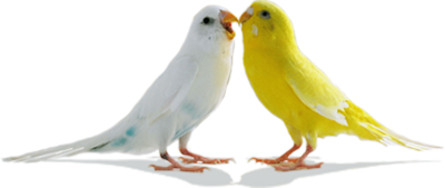 Love Birds Transparent Background 14 PNG Images