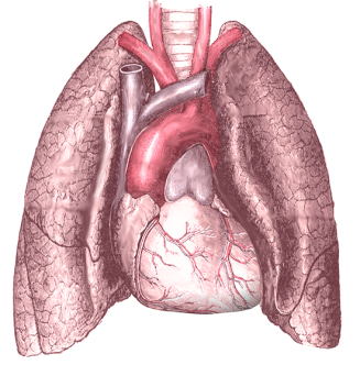 Heart And Lung Images PNG Images
