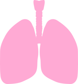 Lungs Clip Art At Photos PNG Images