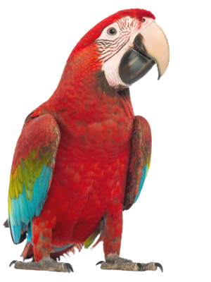 Macaw transparent image avian exotics center of nashville birds png