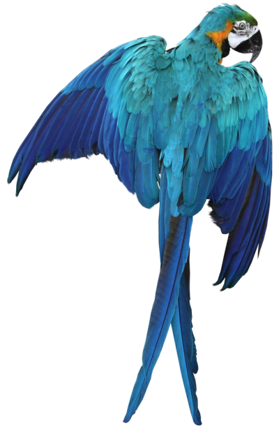 Blue Macaw Transparent Image PNG Images