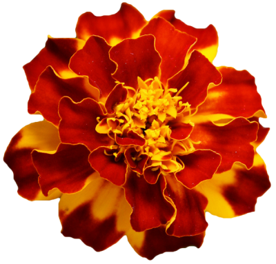 Marigold HD Image PNG Images