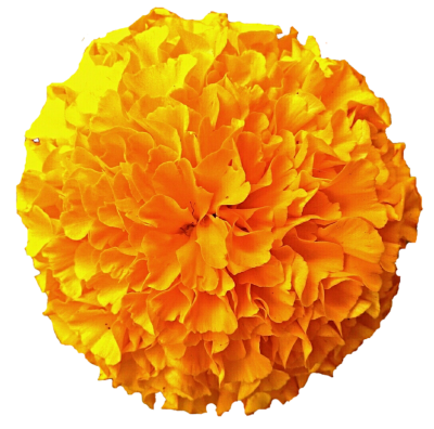 OnWVuS-marigold-free-download.png