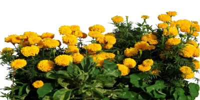 Marigold Clipart Transparent PNG Images