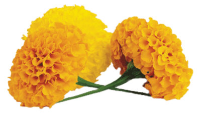 Download Marigold PNG PNG Images