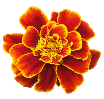 Marigold Transparent PNG Images