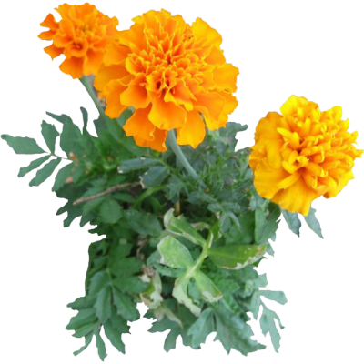 Marigold Png PNG Images