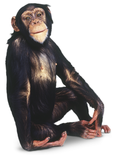 Posing Black Monkey images Free Download PNG Images