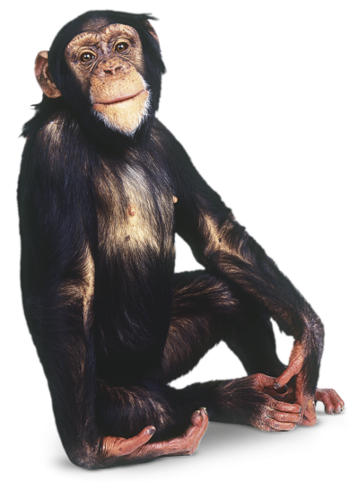 Posing Black Monkey Images Free Download PNG Images