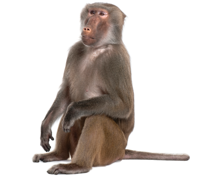 Vertebrate, Zoo, Sitting Gray Monkey Photo Free Download PNG Images