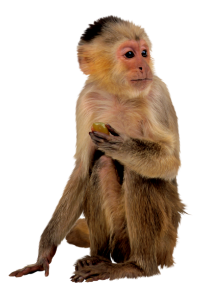 Facing Left Brown Monkey Png Free Download PNG Images