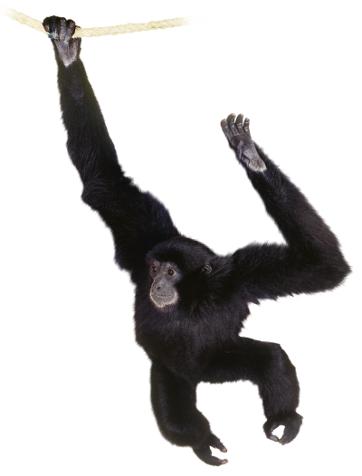 Hanging On Branch Black Chimpanzee Monkey Hd Background Picture PNG Images