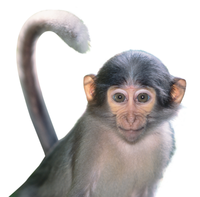 Gray Weak Monkey Hd Transparent Background PNG Images