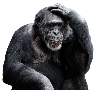 Black Depressed Chimpanzee Monkey Png Background Photo Free Download PNG Images