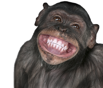 Laughing Black Monkey Transparent Png Free Download, Vertebrate, Mammal PNG Images