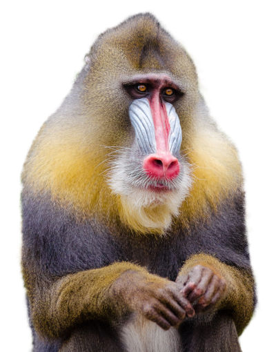 Mandrill Yellow Monkey Png Clipart Photo Download PNG Images