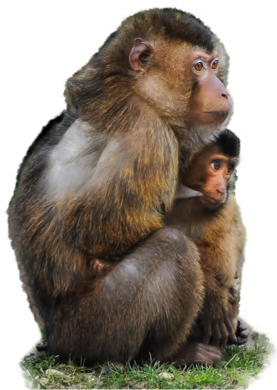 Mother And Child Monkey Transparent Hd Photo PNG Images