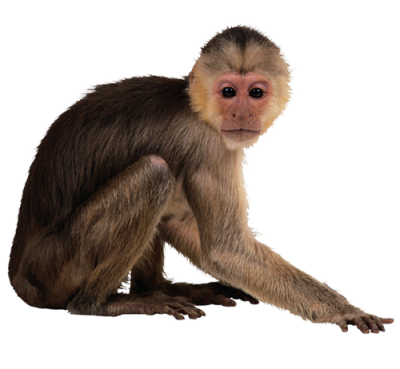 Brown White Animal Monkey Free Download PNG Images