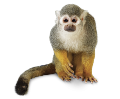 Yellow Gray Monkey Transparent Hd Background PNG Images
