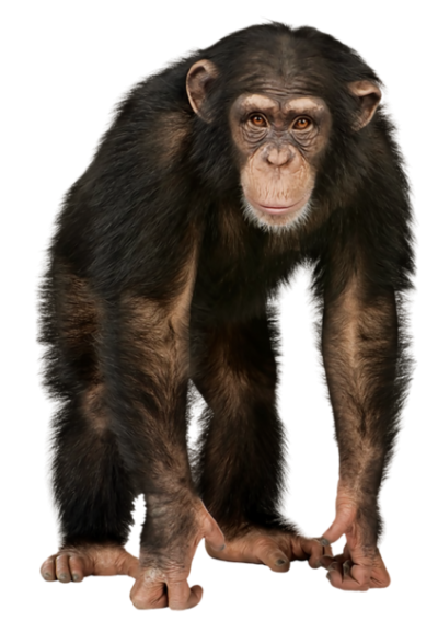 Angry Chimpanzee Monkey Picture Png Download PNG Images