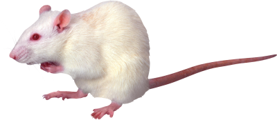 Side View Angry White Mouse Hd Png Images, Animal PNG Images