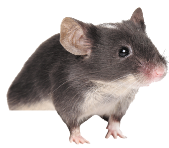 Download MOUSE Free PNG transparent image and clipart Download MOUSE Free PNG transparent image and clipart